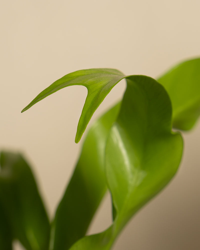 Nahaufnahme eines Kleinen Nestfarns mit glatten, glänzenden Blättern vor einem neutralen Hintergrund. Ein Blatt ist im Fokus und zeigt seine leuchtend grüne Farbe und subtile Textur, während andere Blätter sanft in den Hintergrund übergehen. Diese Pflanze gedeiht bei hoher Luftfeuchtigkeit und muss oft und reichlich gegossen werden.