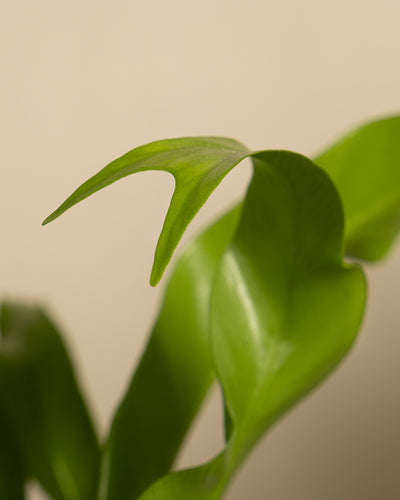 Nahaufnahme eines Kleinen Nestfarns mit glatten, glänzenden Blättern vor einem neutralen Hintergrund. Ein Blatt ist im Fokus und zeigt seine leuchtend grüne Farbe und subtile Textur, während andere Blätter sanft in den Hintergrund übergehen. Diese Pflanze gedeiht bei hoher Luftfeuchtigkeit und muss oft und reichlich gegossen werden.