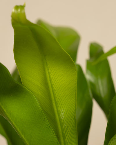 Nahaufnahme von leuchtend grünen, glatten Blättern mit deutlichen parallelen Längsadern. Der Kleine Nestfarn wirkt glänzend und gesund und hebt sich von einem neutralen, hellen Hintergrund ab. Diese schöne Pflanze gedeiht bei hoher Luftfeuchtigkeit und muss oft und reichlich gegossen werden.