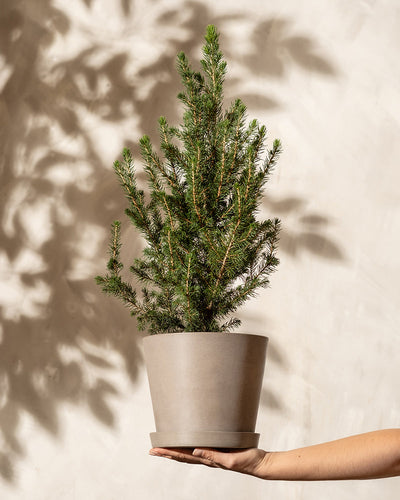 Eine Hand hält einen kleinen Weihnachtsbaum im Topf vor einem hellbeigen Hintergrund und wirft einen weichen Schatten. Die üppigen grünen Nadeln dieses immergrünen Baums sind in einen einfachen, hellgrauen Topf gepflanzt.