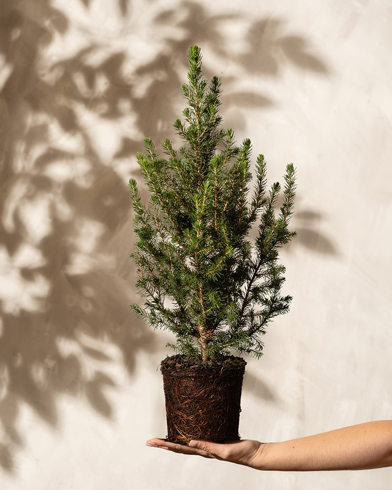 Die Hand einer Person hält einen kleinen Weihnachtsbaum im Topf vor einem beigen Hintergrund hoch, wobei der Schatten des Baums Tiefe verleiht und den Charme eines Miniatur-Tannenbaums hervorruft.