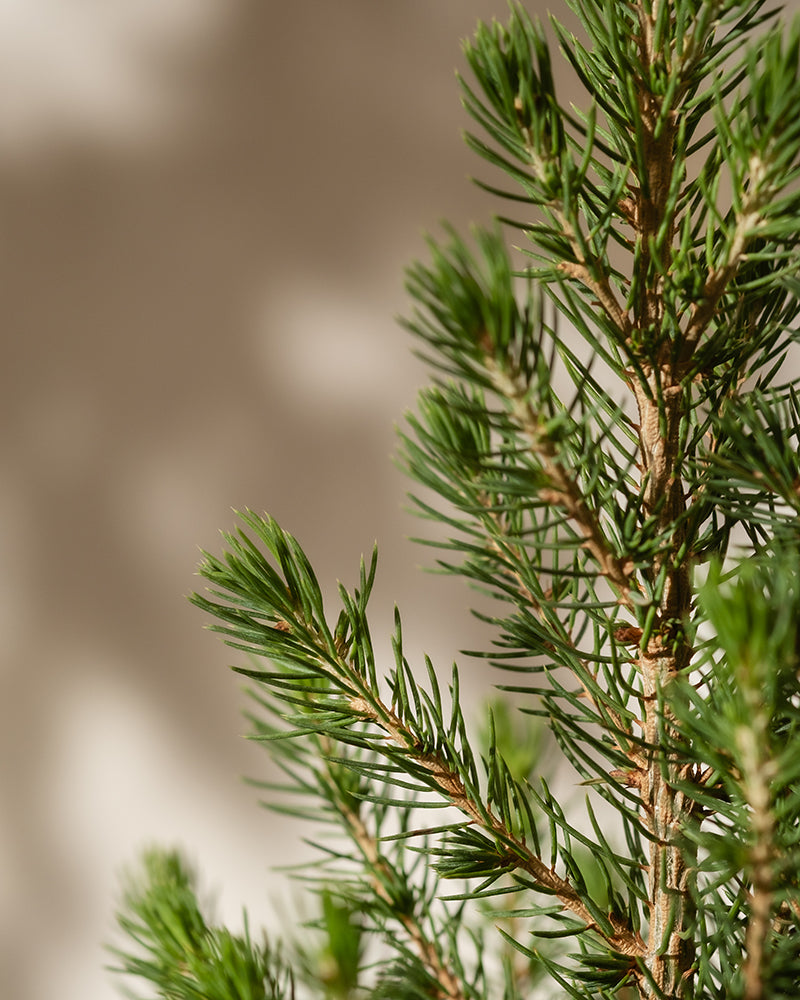 Nahaufnahme eines Zweigs eines Kleinen Weihnachtsbaums mit spitzen grünen Nadeln vor einem verschwommenen beigen Hintergrund. Das Sonnenlicht hebt die Textur und Details der Nadeln hervor und schafft eine ruhige und natürliche Szene.