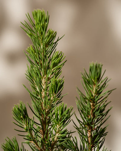 Nahaufnahme von leuchtend grünen Zweigen mit nadelartigen Blättern eines kleinen Weihnachtsbaums, die an einen Miniatur-Weihnachtsbaum erinnern. Der sanft verschwommene Hintergrund betont die Textur und das frische Aussehen dieser Tannenbaum-inspirierten Zweige.