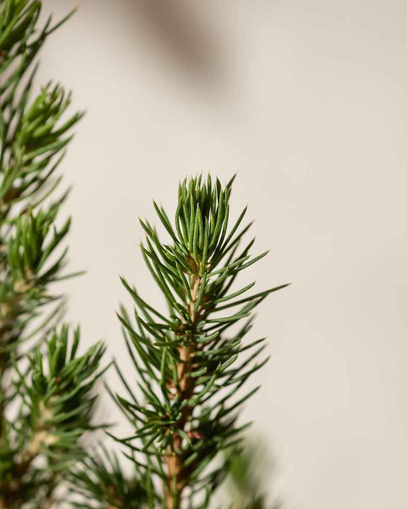 Eine Nahaufnahme grüner Tannennadeln, die an einen *Kleinen Weihnachtsbaum* erinnern, vor einem schlichten, hellen Hintergrund. Die Nadeln sind spitz und dicht an dicht auf den Zweigen angeordnet und fangen die natürlichen Details und die Textur mit einem Hauch von Weihnachtscharme ein.