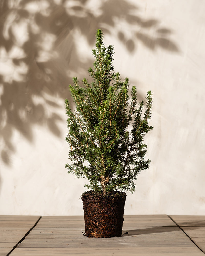 Ein kleiner Weihnachtsbaum mit üppigen grünen Nadeln steht in einem Topf auf einer Holzfläche. Der Hintergrund zeigt eine neutrale, strukturierte Wand mit Baumschatten, die die Blätter des Baumes hervorheben.