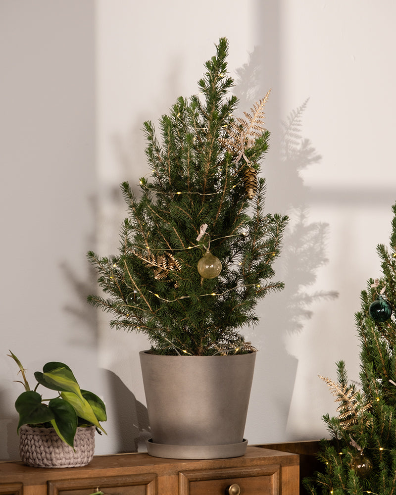 Ein kleiner Weihnachtsbaum mit goldenen Ornamenten und einer Glühbirne steht auf einem Holztisch. Daneben steht eine kleine grüne Pflanze in einem geflochtenen Topf. Die Szene ist warm beleuchtet und steht vor einer hellen Wand, was den gemütlichen Geist der Saison einfängt.