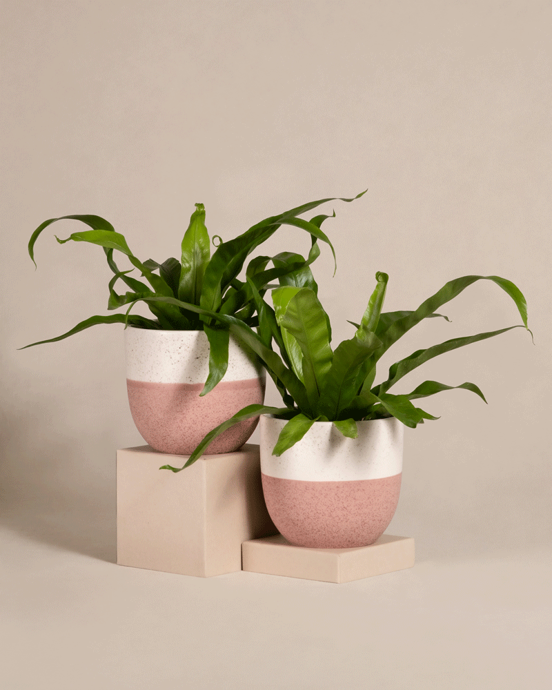 Zwei üppige, grüne Pflanzen mit länglichen Blättern sind in weißen und rosa Keramiktöpfen gepflanzt. Die Töpfe stehen auf beigen, geometrischen Plattformen vor einem neutralen Hintergrund und bilden eine minimalistische und ästhetisch ansprechende Komposition, die das elegante Kleines Nestfarn Duo in Ihren Raum bringt.