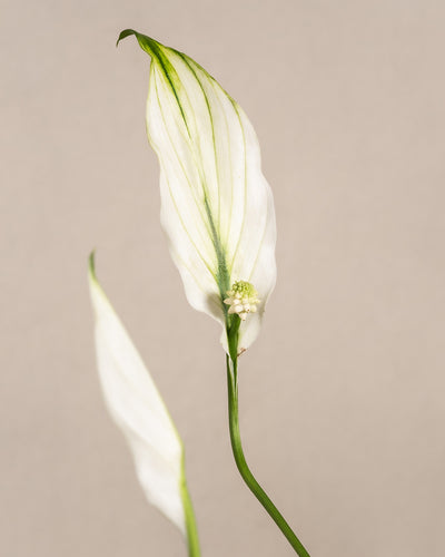 Nahaufnahme eines Schnellwachsenden Pflanzen-Sets vor neutralem Hintergrund. Die weiße, geriffelte Spatha ist anmutig gebogen, während die grüne Spadix in der Mitte mit kleinen, weißen Blüten bedeckt ist. Im Hintergrund ist ein weiteres unscharfes Schnellwachsendes Pflanzen-Set zu sehen.