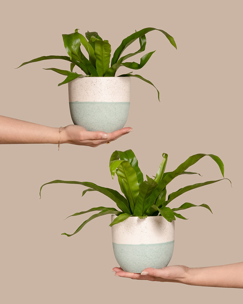 Zwei kleine, grüne Zimmerpflanzen in weißen und hellblauen Keramiktöpfen werden von zwei verschiedenen Händen vor einem einfarbigen beigen Hintergrund gehalten. Die obere Hand hält die Pflanze von unten und die untere Hand von der Seite, wodurch eine mühelose Atmosphäre des Kleinen Nestfarn Duo entsteht.