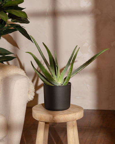 Eine grüne Aloe Vera-Pflanze in einem schwarzen Lumi-Topfset steht auf einem kleinen Holzhocker. Die Szene spielt im Innenbereich, wo natürliches Licht sanfte Schatten auf eine beige Wand wirft. Teilweise sichtbar sind ein Plüschsessel und eine weitere Blattpflanze.