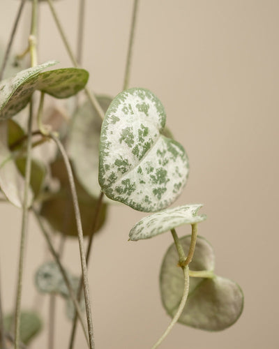 Nahaufnahme einer String of Hearts-Pflanze, früher bekannt als Ceropegia woodii. Diese Hängepflanze hat herzförmige Blätter mit grün-weißer Panaschierung auf zarten, dünnen Stielen. Das Harmony Bundle von Grüne Schätze fügt vor einem weichen, neutralen beigen Hintergrund ein Element der Harmonie und Entspannung hinzu.