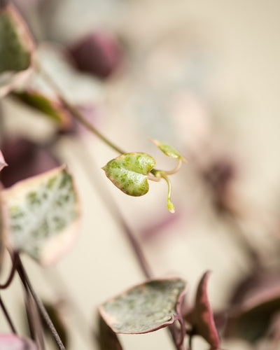 Nahaufnahme einer Ceropegia woodii variegata mit herzförmigen Blättern. Der Fokus liegt auf einem kleinen, neuen Blatt mit grüner und rosa Panaschierung, während der Hintergrund leicht verschwommen ist und weitere herabhängende rosa Blätter der Leuchterpflanze unscharf sind.