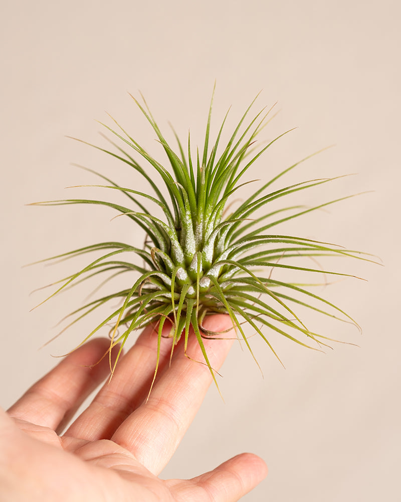 Eine Hand hält eine kleine grüne Luftpflanze mit dünnen, stacheligen Blättern vor einem schlichten beigen Hintergrund. Die Luftpflanze, bekannt als Tillandsia ionantha rubra, sieht gesund und lebendig aus.
