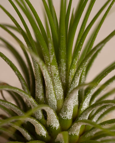 Nahaufnahme einer grünen Tillandsia ionantha rubra mit dünnen, spitzen Blättern, die mit feinen, weißen Trichomen bedeckt sind. Das Bild zeigt die detaillierte Textur und Struktur dieser beeindruckenden Luftpflanze.