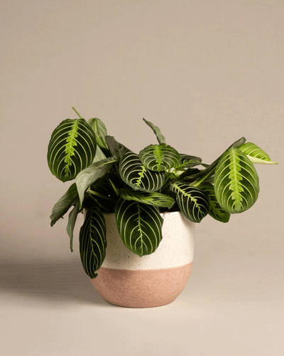 Eine Maranta-Zitronenlimette mit leuchtend dunkelgrünen Blättern und hellgrünen Adern wird in einem zweifarbigen Keramiktopf mit gesprenkelter, cremefarbener Oberseite und gedämpft rosa Unterseite vor einem neutralen Hintergrund präsentiert.