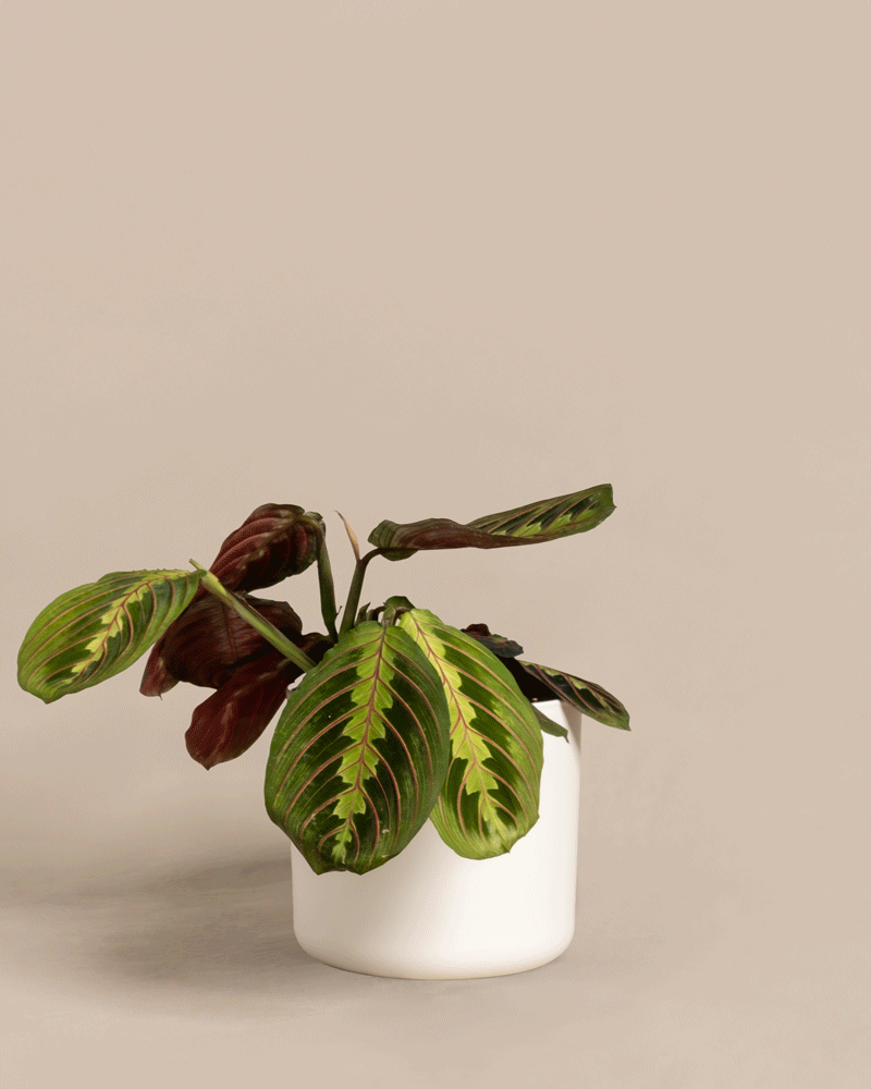 Eine Maranta im Topf, auch als dreifarbige Gebetspflanze bekannt, mit grünen Blättern mit roten Adern und teilweise gefalteten Blättern. Die Pflanze steht in einem weißen Topf vor einem beigen Hintergrund.