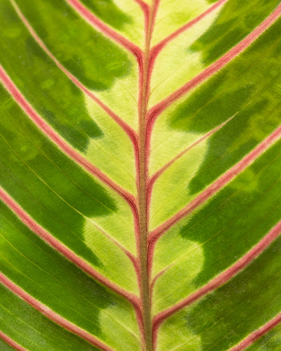 Nahaufnahme eines leuchtend grünen Maranta-Blattes mit einer auffälligen roten Ader in der Mitte. Das dreifarbige Muster zeigt verschiedene Grüntöne, die von hell nach dunkel übergehen, wobei die rote Ader einen starken Kontrast bildet.