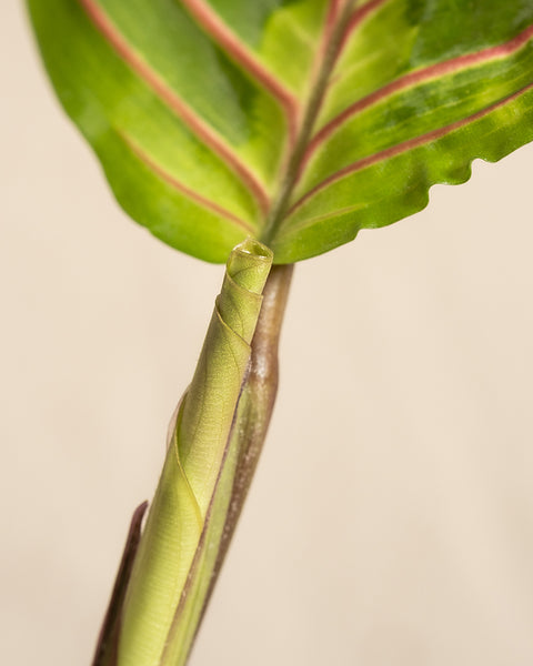 Nahaufnahme einer Maranta-Pflanze mit einem hellgrünen neuen Blatt, das sich aus ihrem Stiel entfaltet. Die reifen Blätter sind grün mit roten Adern und zeigen die dreifarbige Schönheit, die oben im Bild zu sehen ist. Der Hintergrund hat eine sanfte Beigefarbe.