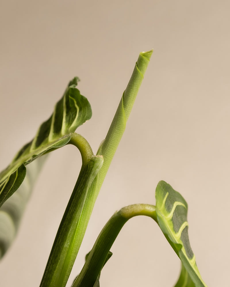 Nahaufnahme der Maranta Lemon Lime, die ihre glänzend grünen Blätter zeigt, die sich an den Rändern sanft rollen. Ein neues Blatt entfaltet sich aus einem hohen, schlanken Stiel der Maranta Lemon Lime, der vor einem neutralen beigen Hintergrund steht.