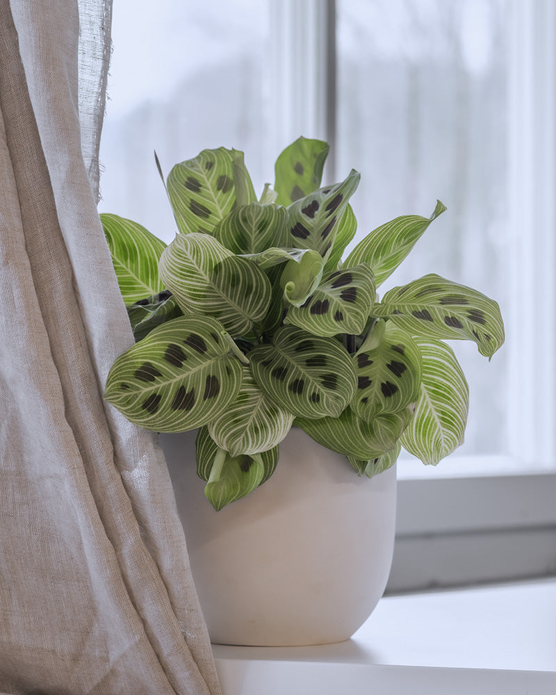 Maranta light veins hinter einem Vorhang im Schlafzimmer