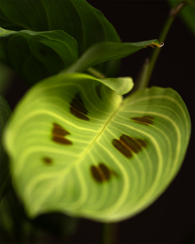 Detailshot eines Blattes einer Maranta light veins.