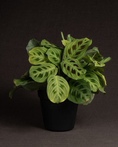 Maranta light veins in einem schwarzen Zuchttopf