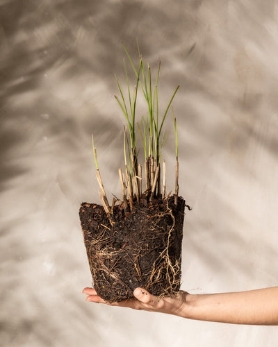 Eine Hand hält ein Bündel Miscanthus sinensis 'Gracillimus' mit freiliegenden Wurzeln und Erde vor einem hellen Hintergrund, was seine natürliche Eleganz widerspiegelt. Grüne Stängel ragen aus dem Boden, eingewickelt in getrocknete braune Blätter.