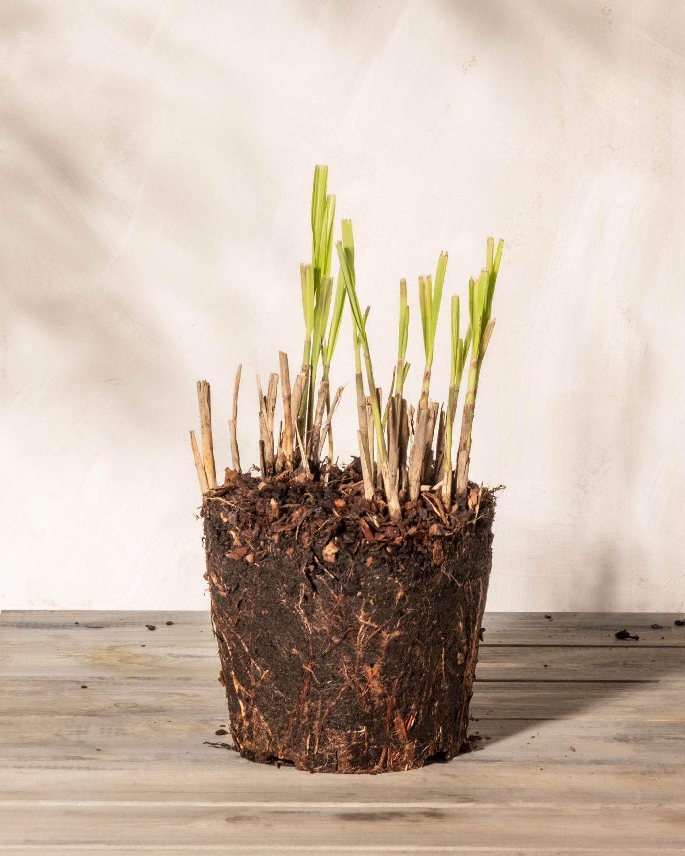 Ein eingetopfter Miscanthus sinensis 'Strictus' mit einer Erdmasse, die freiliegende Wurzeln und abgeschnittene Stängel zeigt. An der Spitze sprießen neue grüne Triebe. Die Pflanze steht auf einer Holzfläche vor einem hellen Hintergrund. 