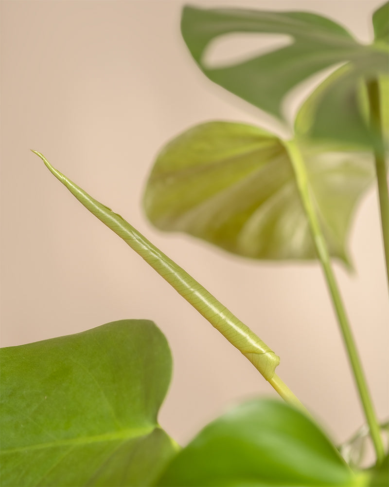 Nahaufnahme der Monstera-Pflanze „Me-Time Bundle“ mit einem jungen, fest gerollten Blatt in der Mitte, das ihre charakteristischen herzförmigen, glänzend grünen Blätter zeigt. Das natürliche Licht erzeugt einen weichen, beruhigenden Hintergrund, der perfekt für Zimmerpflanzenliebhaber ist, die sich der Pflanzenpflege widmen.