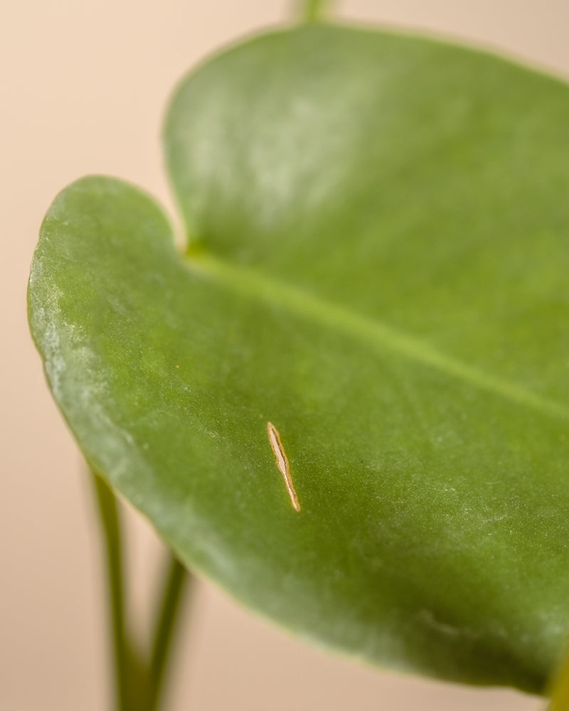 Nahaufnahme eines grünen Monstera-Blattes aus dem Me-Time-Bundle, auf dessen Oberfläche sich ein kleiner, dünner, weißlicher, narbenartiger Makel zeigt. Der Hintergrund ist unscharf und scheint eine neutrale, helle Farbe zu haben. Perfekt für alle, die sich für Zimmerpflanzen und Pflanzenpflege interessieren.