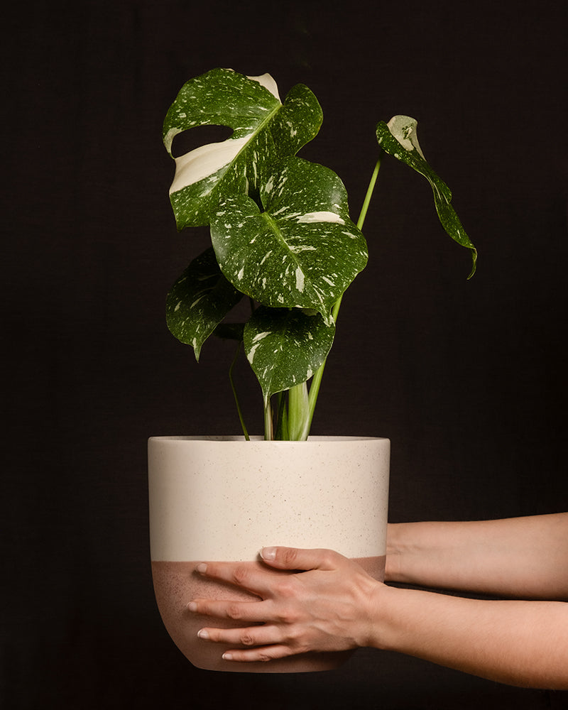 Monstera deliciosa 'Thai Constellation'