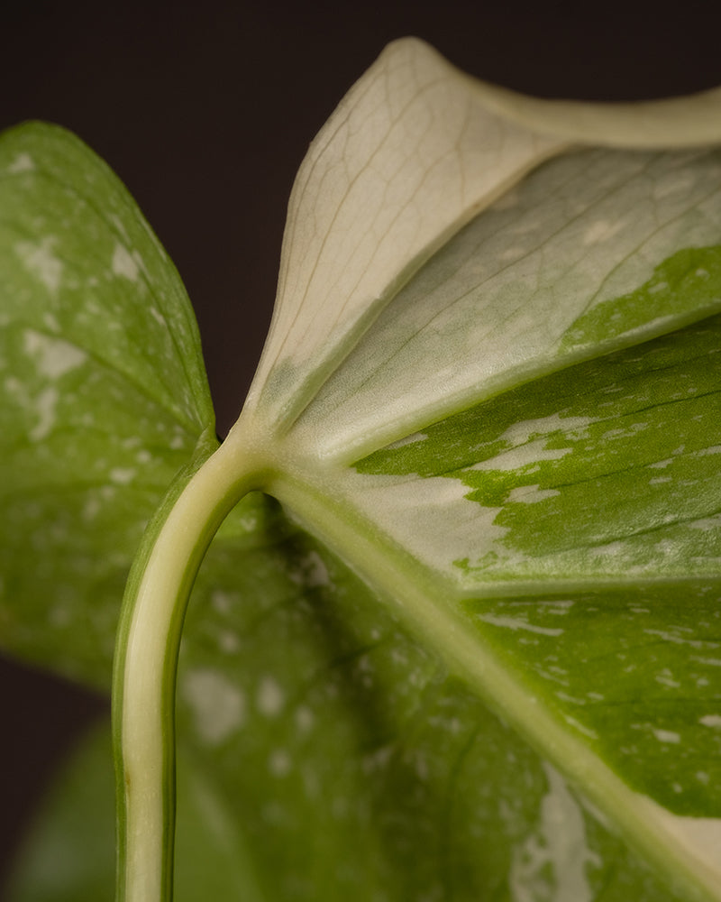 Monstera deliciosa 'Thai Constellation'