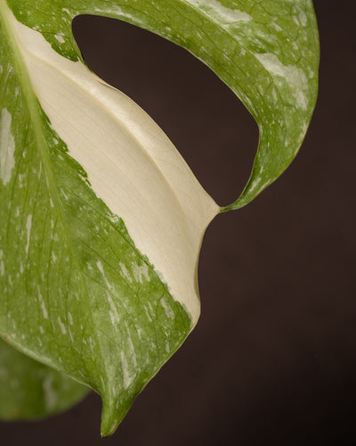 Monstera deliciosa 'Thai Constellation'