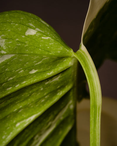 Monstera deliciosa 'Thai Constellation'