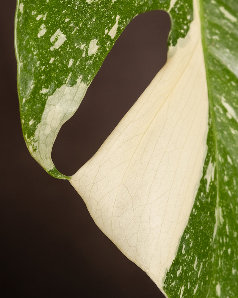 Monstera deliciosa 'Thai Constellation'