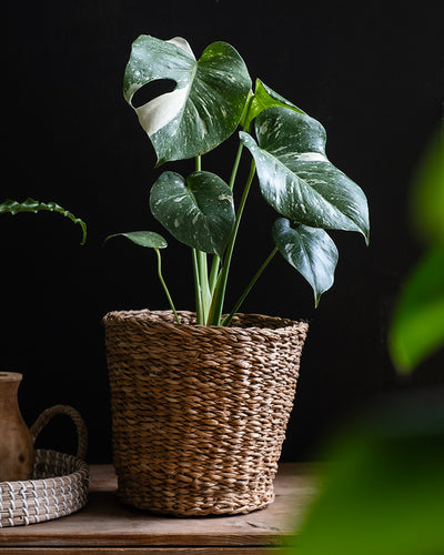 Monstera deliciosa 'Thai Constellation'