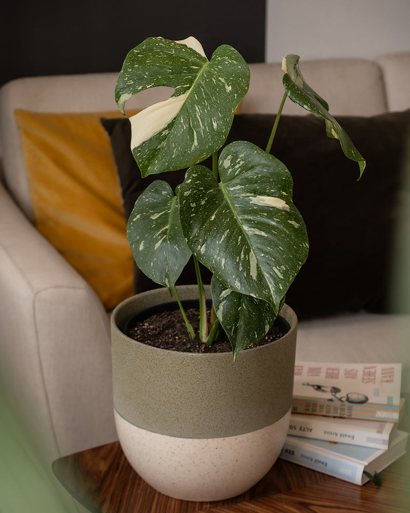 Monstera deliciosa 'Thai Constellation'