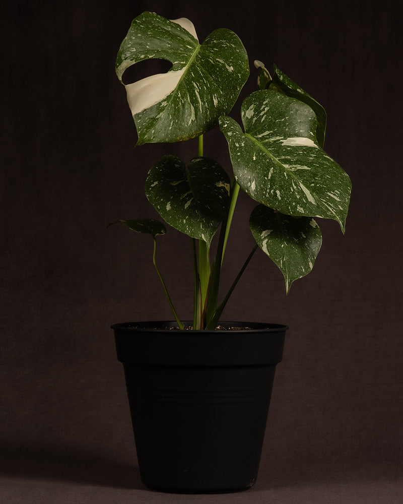 Monstera deliciosa 'Thai Constellation'