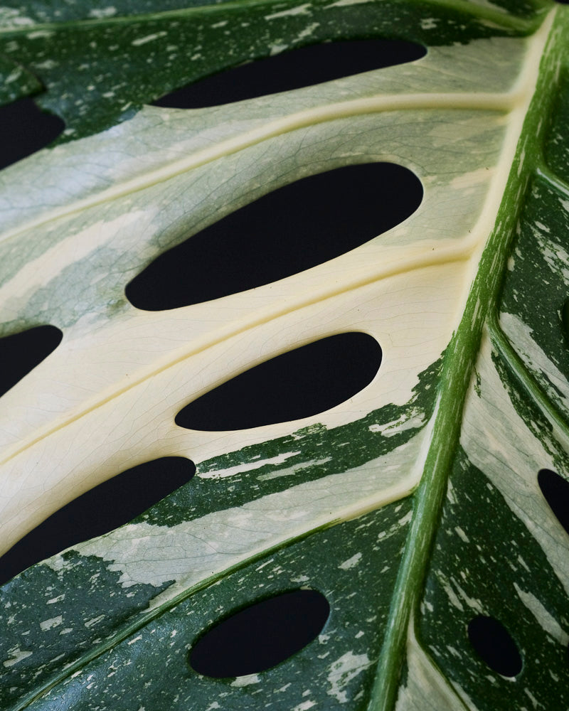 Nahaufnahme eines panaschierten Blatts einer grossen Monstera deliciosa 'Thai Constellation'.