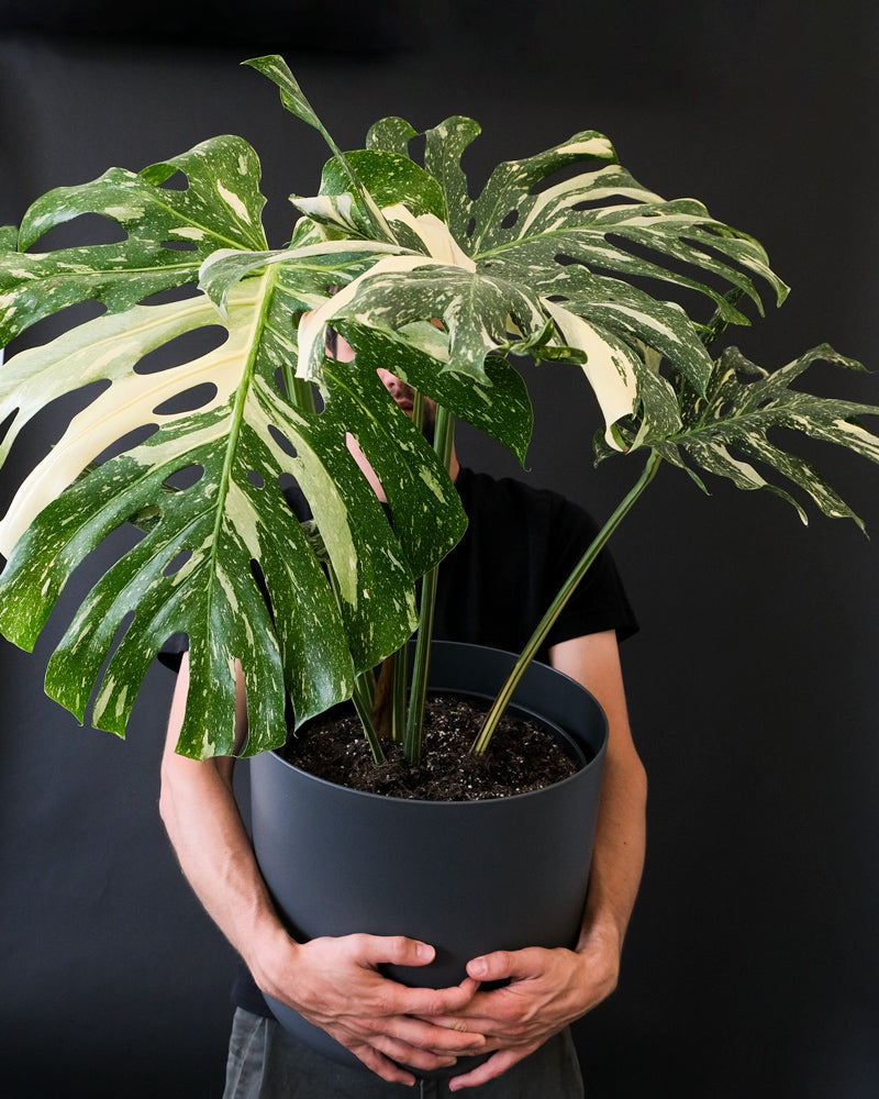 Eine grosse Monstera deliciosa 'Thai Constellation' in einem anthrazitfarbenen Übertopf wird hochgehalten.