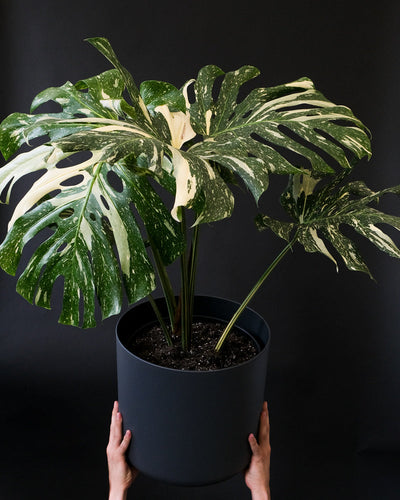 Eine grosse Monstera deliciosa 'Thai Constellation' in einem anthrazitfarbenen Übertopf wird hochgehalten.