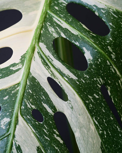 Nahaufnahme eines panaschierten Blatts einer grossen Monstera deliciosa 'Thai Constellation'.