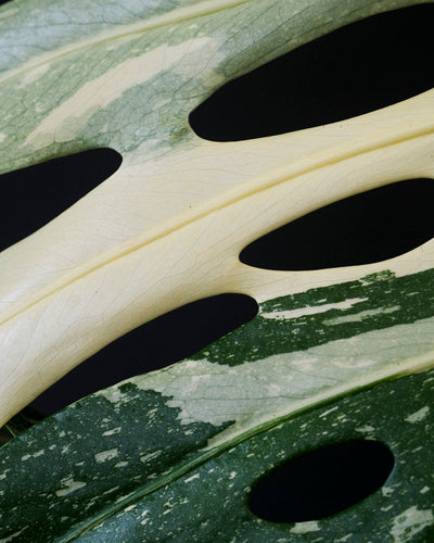 Nahaufnahme eines panaschierten Blatts einer grossen Monstera deliciosa 'Thai Constellation'.