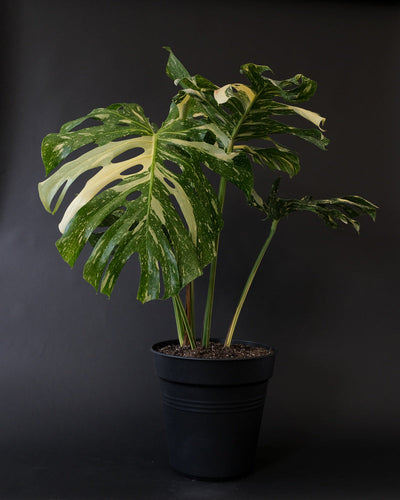 Eine grosse Monstera deliciosa 'Thai Constellation' steht in einem schwarzen Innentopf.