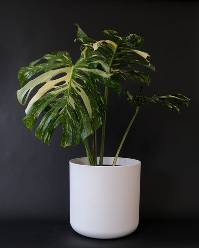 Eine grosse Monstera deliciosa 'Thai Constellation' steht in einem weissen Übertopf. 