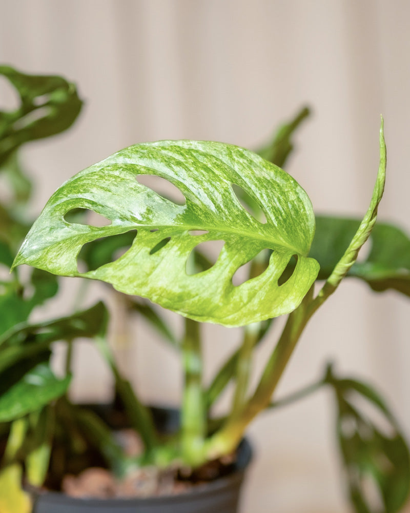 Eine Nahaufnahme der Hydro-Minze-Pflanze Monstera adansonii, die ihre einzigartigen grünen Blätter mit ovalen Löchern hervorhebt. Die Pflanze ist eingetopft und vor einem neutralen Hintergrund platziert.