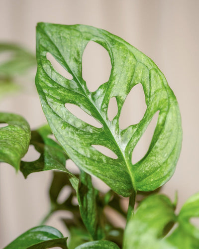 Eine Nahaufnahme eines Hydro • Monstera adansonii Mint-Blattes, die seine zahlreichen Löcher und Risse hervorhebt, die sein einzigartiges gefenstertes Muster zur Geltung bringen. Das leuchtend grüne Blatt hat eine leicht glänzende Oberfläche vor einem hellen Hintergrund, der für Kontrast sorgt. Andere Blätter sind teilweise im Hintergrund zu sehen.