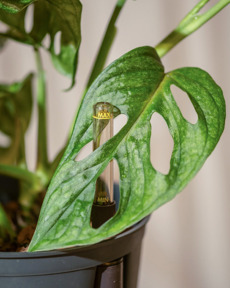 Eine Nahaufnahme einer Hydro-Minze im Topf • Monstera adansonii zeigt ein leuchtend grünes Blatt mit großen Löchern. Im Blatt ist ein vertikaler Wasserstandsanzeiger eingelassen, der deutlich mit minimalen und maximalen Füllständen markiert ist. Der sanft verschwommene Hintergrund unterstreicht die unverwechselbare Schönheit dieser einzigartigen Hydropflanze.