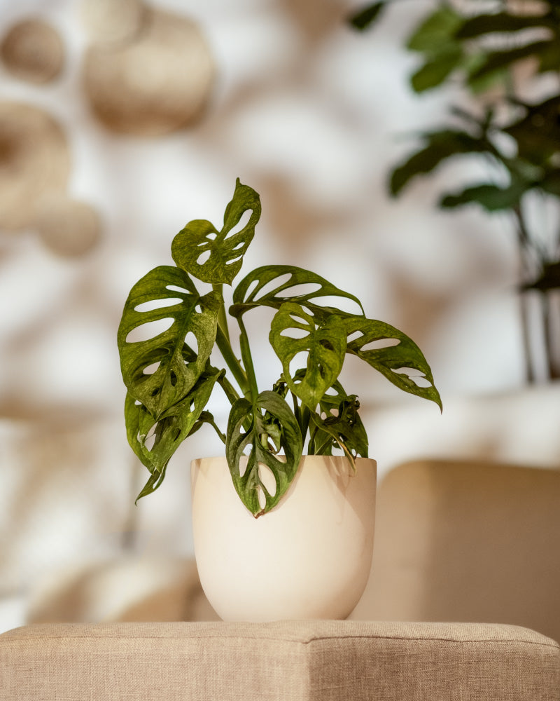 Eine Hydro • Monstera adansonii Minze im Topf mit charakteristischen Löchern in den Blättern steht auf einer beigen Oberfläche. Weiches, natürliches Licht erhellt das Fensterblatt und der Hintergrund weist helle, verschwommene Dekorationselemente auf.