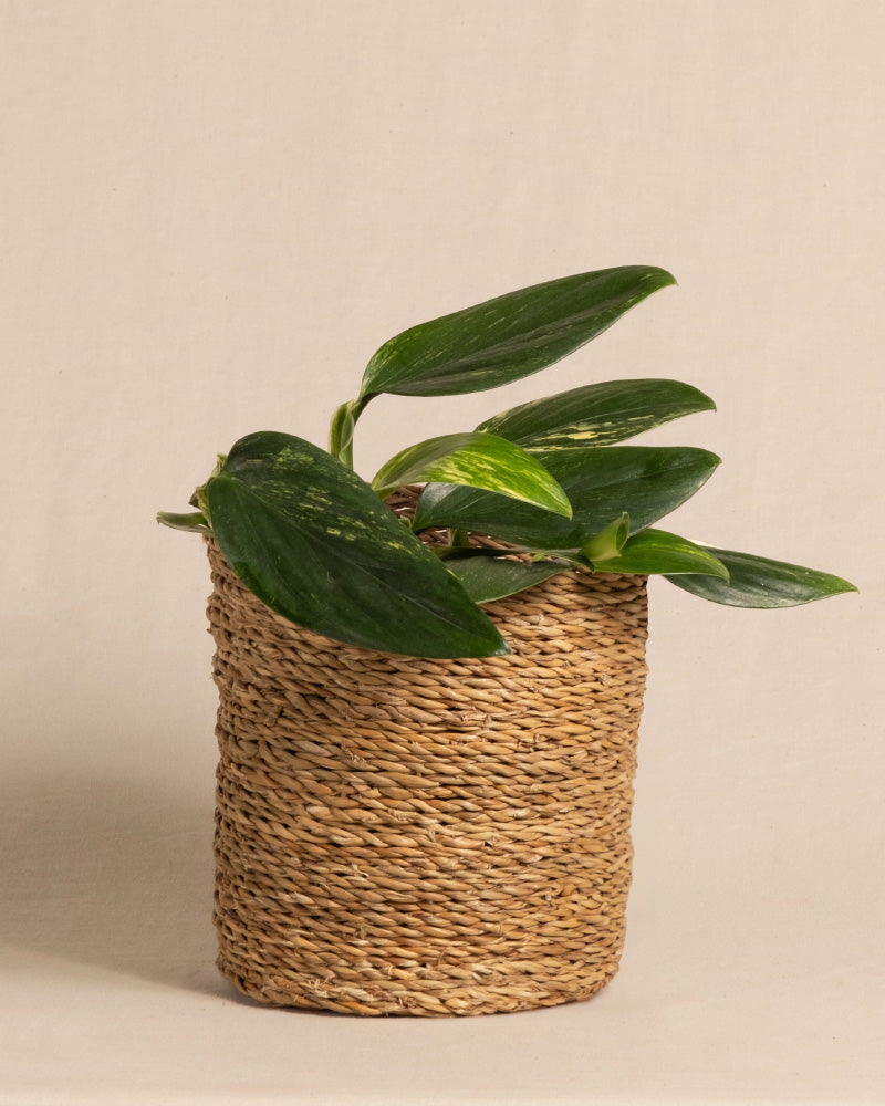 Eine Monstera standleyana mit länglichen, schönen Blättern sitzt in einem strukturierten, zylindrisch geflochtenen Korb auf einer beigen Oberfläche vor einem hellbeigen Hintergrund.